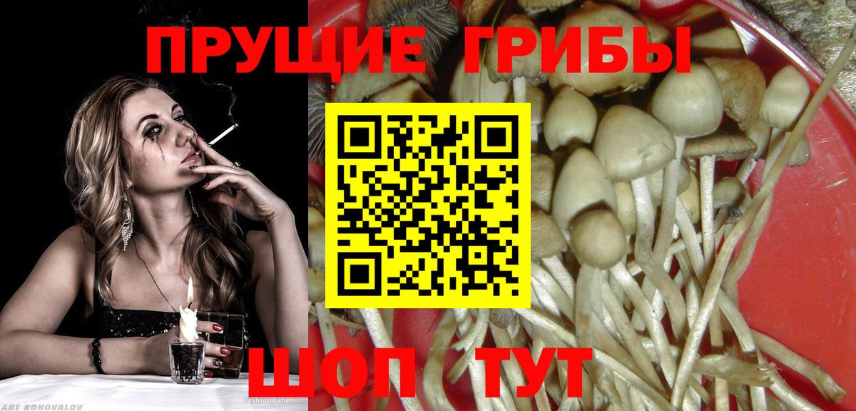 Алексин  Псилоцибиновые грибы Cubensis  Вход с VPN  Псилоцибиновые грибы Psilocybe 
